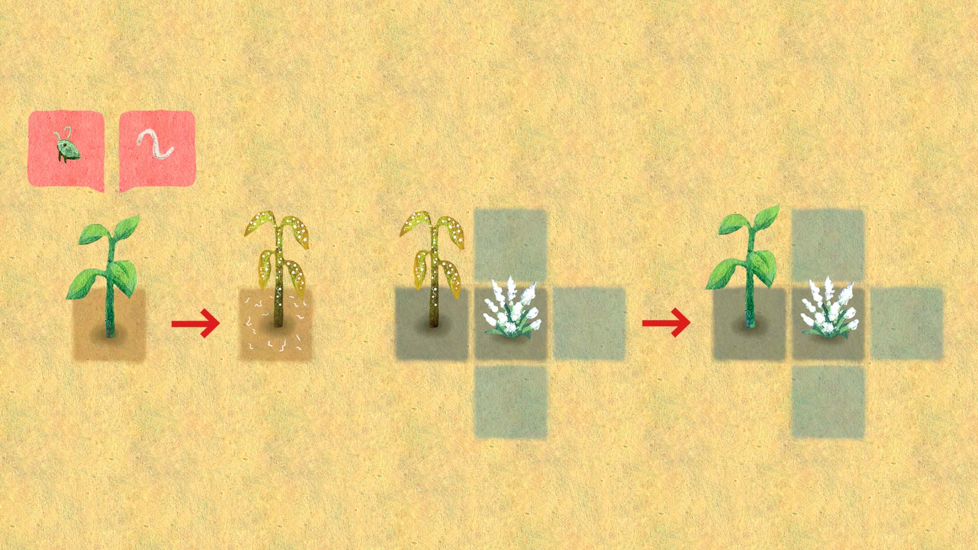 Links: Nutzpflanze die von Blattläusen und Fadenwürmern befallen ist. Rechts: Die unterstützende Pflanze schützt die Pflanze vor Blattläusen